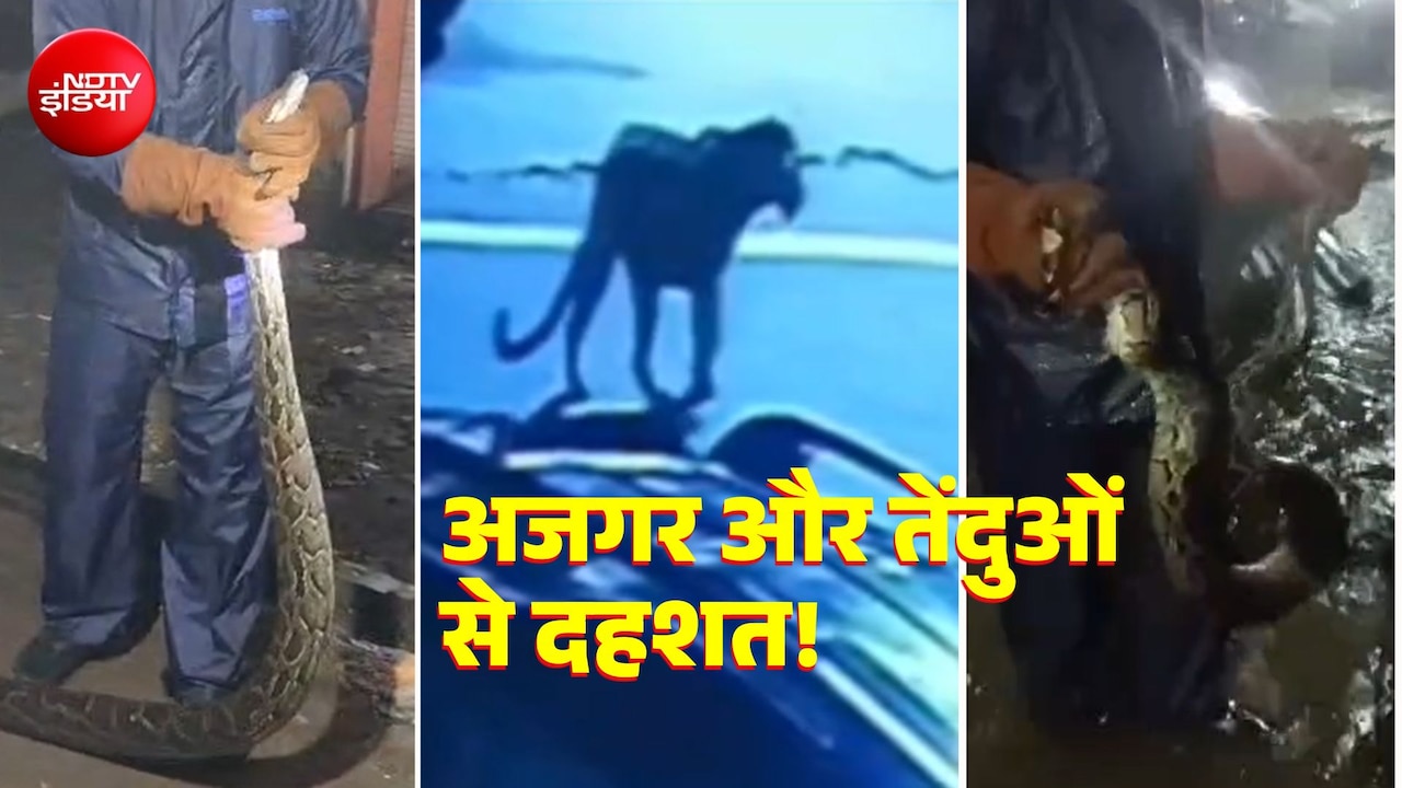 हरिद्वार में सड़क पर नजर आए अजगर और तेंदुए, VIDEO सामने आया, बारिश के बीच रिहायशी इलाकों में दहशत