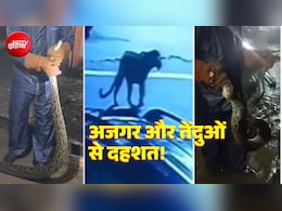 हरिद्वार में सड़क पर नजर आए अजगर और तेंदुए, VIDEO सामने आया, बारिश के बीच रिहायशी इलाकों में दहशत