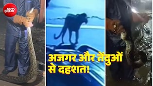 हरिद्वार में सड़क पर नजर आए अजगर और तेंदुए, VIDEO सामने आया, बारिश के बीच रिहायशी इलाकों में दहशत