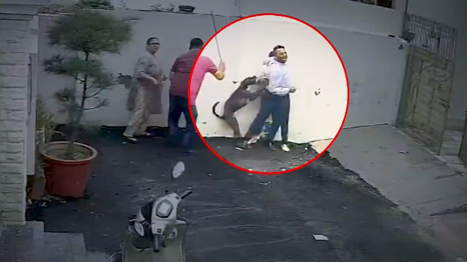 Pitbull Attacks Couple In Patiala, Woman Suffers Deep Injuries