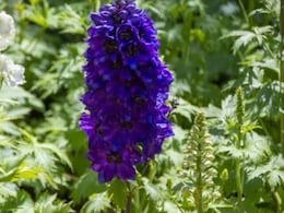 Deadly Flowers, Powerful Medicines? Study Says Two Plants May Help With Pain, Malaria And Cancer