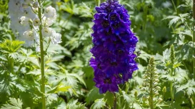 These plants produce a group of natural chemicals called diterpenoid alkaloids which are highly poisonous