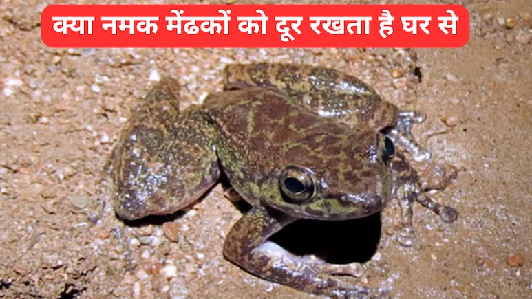 मेंढक किस गंध से सबसे ज्यादा नफरत करते हैं? मेंढक को घर से भगाने के लिए क्या करना चाहिए