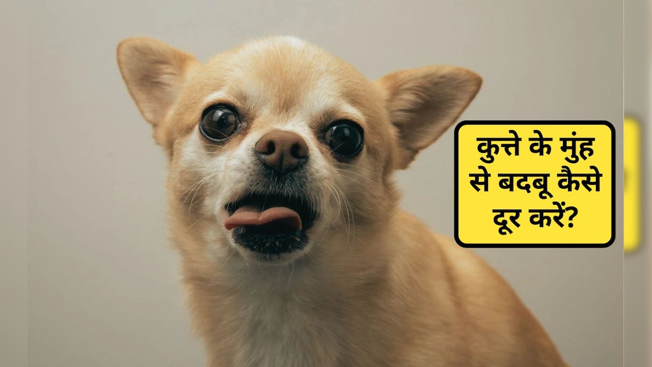 डॉग के मुंह से बदबू आए तो क्या करें?  कुत्ते से बदबू क्यों आती है, जान‍िए  वजह