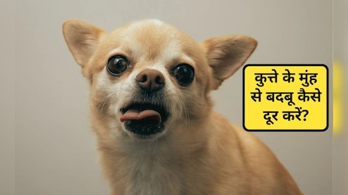डॉग के मुंह से बदबू आए तो क्या करें?  कुत्ते से बदबू क्यों आती है, जान&zwj;िए  वजह