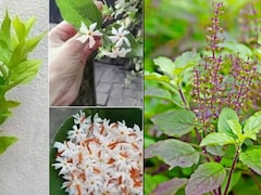 इस मानसून वीकेंड पर घर में लगाएं ये 5 पवित्र पौधे, सुख-समृद्धि के साथ आएगी पॉजिटिविटी