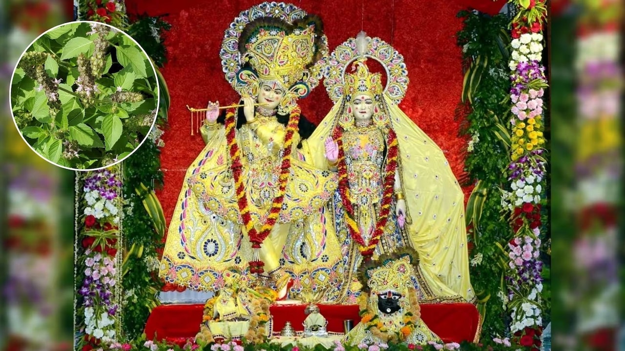 तुलसी के बिना अधूरी है श्रीकृष्ण जन्माष्टमी की पूजा, कृष्ण और तुलसी के बीच क्या संबंध है?
