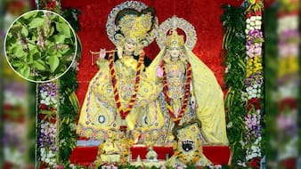 तुलसी के बिना अधूरी है श्रीकृष्ण जन्माष्टमी की पूजा, कृष्ण और तुलसी के बीच क्या संबंध है?
