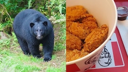 Bear Steals Leftover KFC Meal After Breaking Into Woman's House In Kentucky