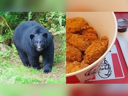 Bear Steals Leftover KFC Meal After Breaking Into Woman's House In Kentucky