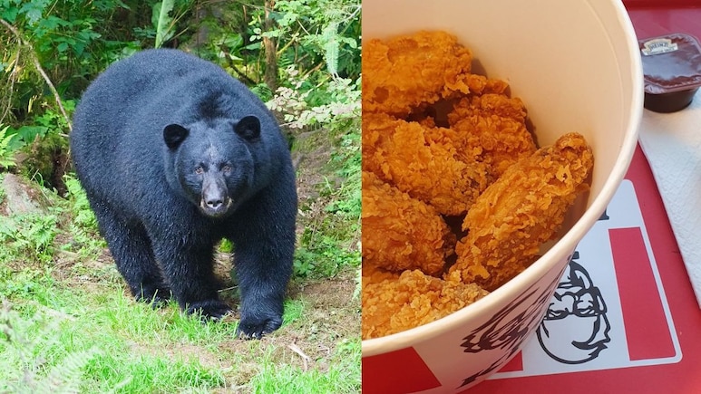 Bear Steals Leftover KFC Meal After Breaking Into Woman's House In Kentucky