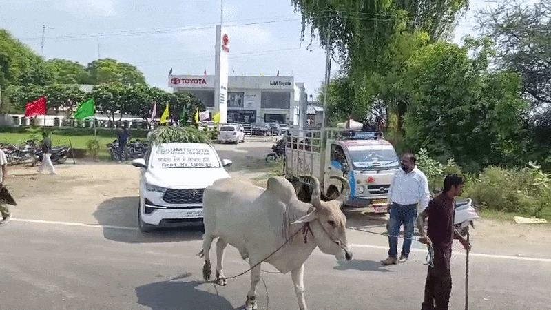 बैल से खिंचवाई 32 लाख की इनोवा, RC नहीं मिलने से परेशान ग्राहक के विरोध का VIDEO वायरल