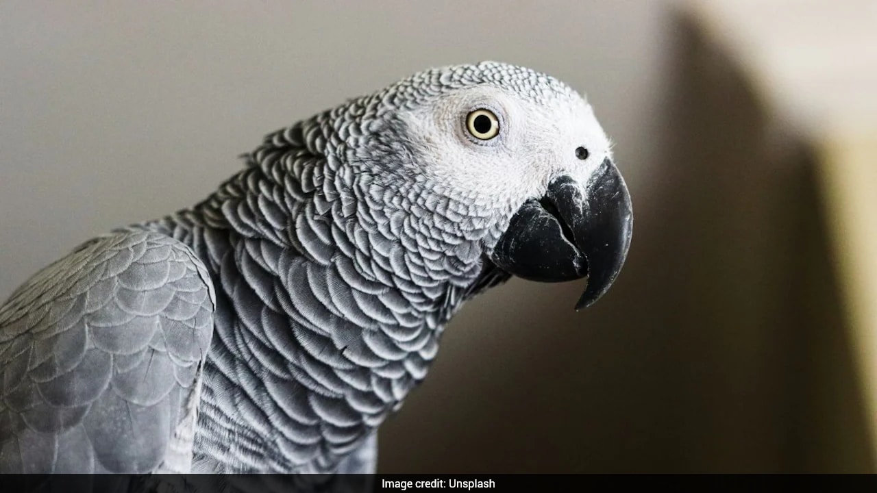 UK Man Reunited With Stolen Pet Parrot 9 Years After The Bird Was Stolen