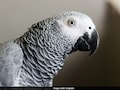 9 साल पहले चोरी हुआ तोता मिला वापस, देख रो पड़ा मालिक, 'माइक्रोचिप' के जरिए हुई पहचान
