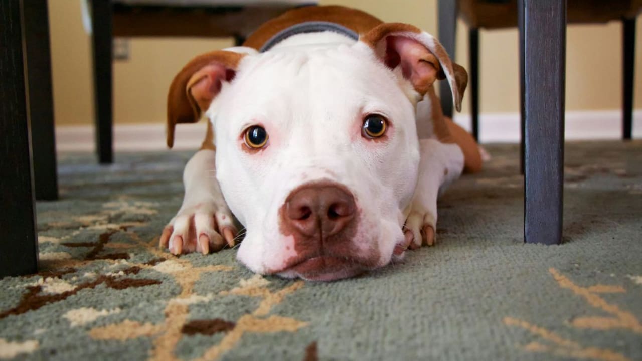 Most animal lovers identify pitbulls by their dramatic eyes, blocky heads and the happy dance they perform. Photo: Unsplash Most animal lovers identify pitbulls by their dramatic eyes, blocky heads and the happy dance they perform. Photo: Unsplash