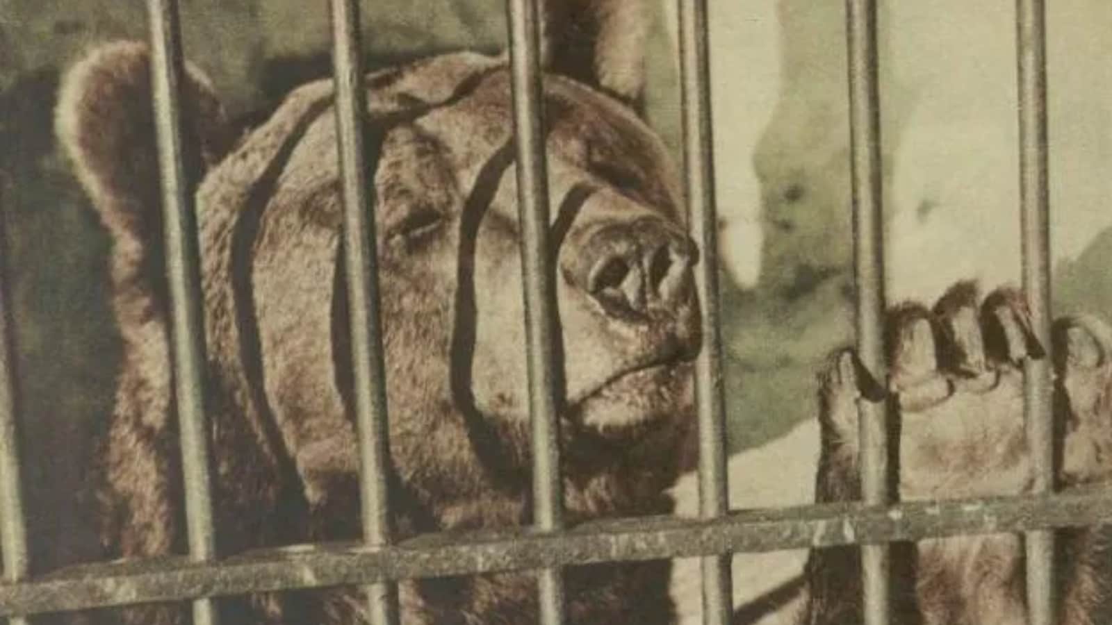 True Story of Wojtek: The 550-lb Bear Who Drank Beer, Smoked, and Fought against nazi in WW2 True Story of Wojtek: The 550-lb Bear Who Drank Beer, Smoked, and Fought against nazi in WW2