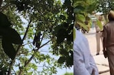 नाबालिग 30 मिनट तक चढ़ी रही पेड़ पर, पुलिस ने गद्दे बिछाकर किया रेस्क्यू