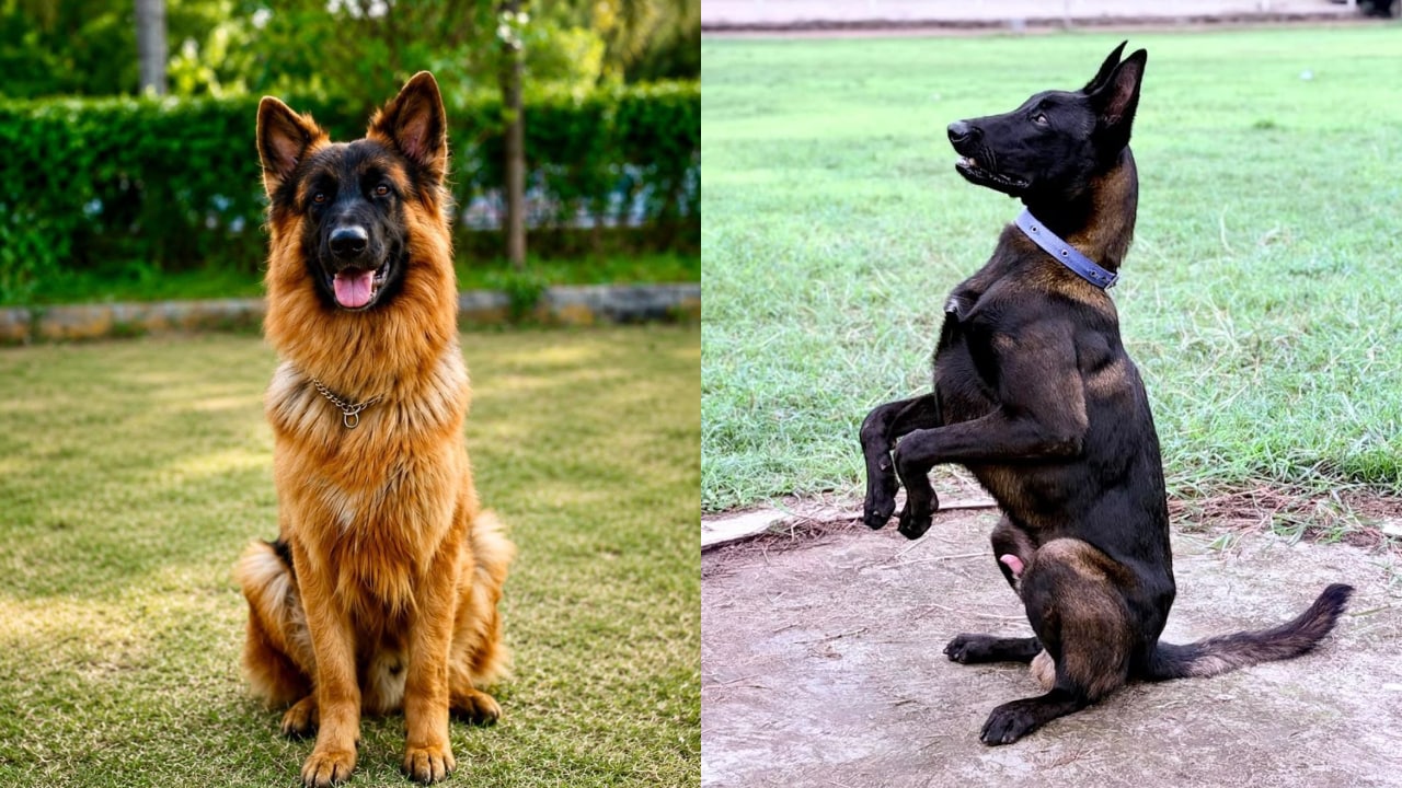 Maharashtra To Let Retired Police Dogs Stay With Handlers At State Expense