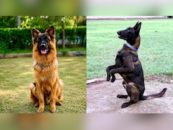 Maharashtra To Let Retired Police Dogs Stay With Handlers At State Expense