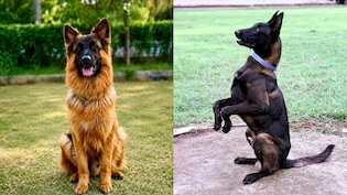 Maharashtra To Let Retired Police Dogs Stay With Handlers At State Expense