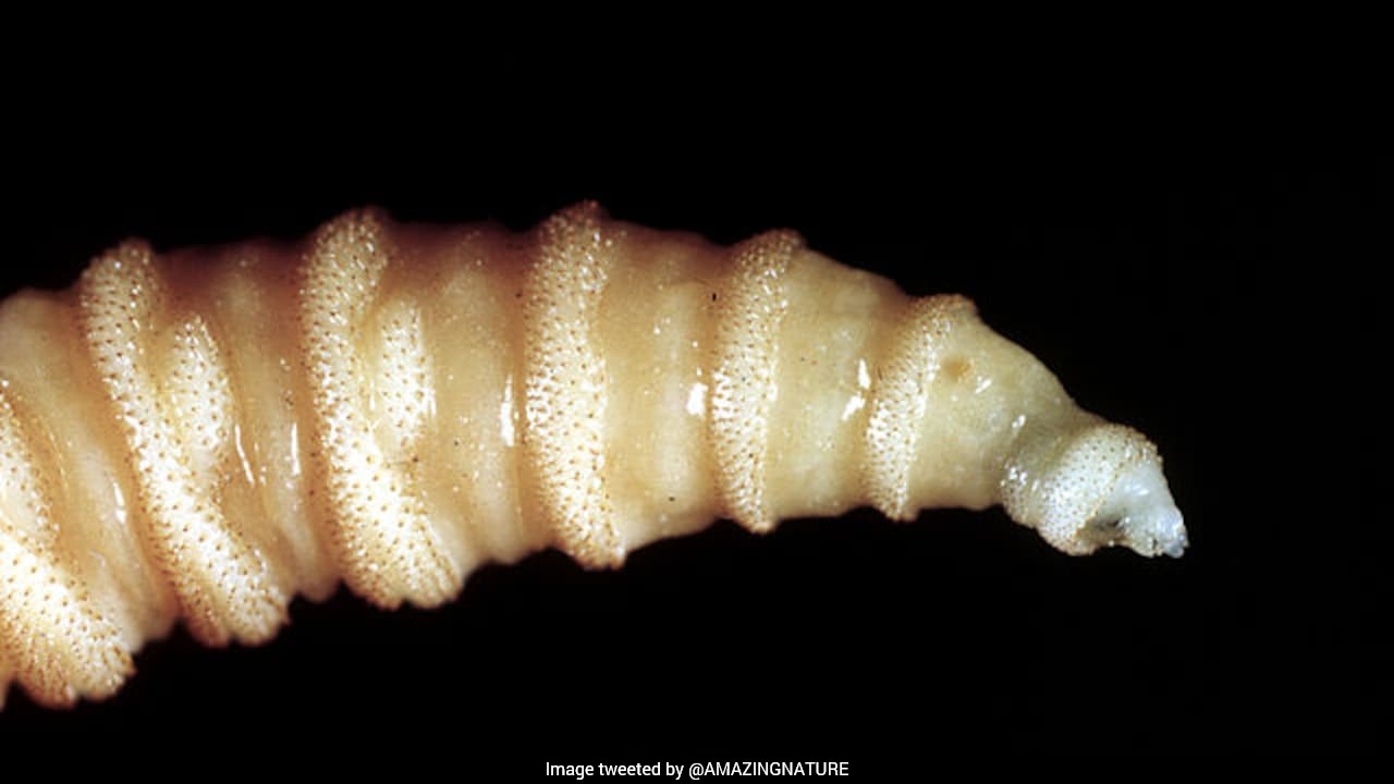 Over 500 Humans Infected As Flesh-Eating Screwworm Spreads Across North America