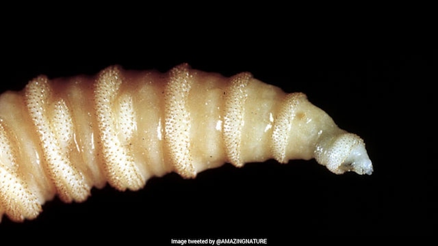 US-Mexico Work Together To Prevent Screwworm Spread As Cattle Trade Resumes At Border