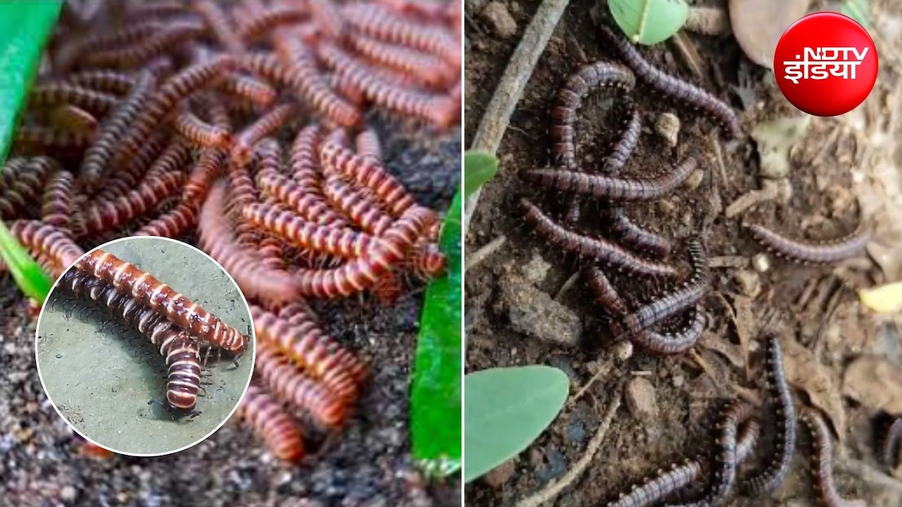 Millipedes Repellent: बारिश के सीजन में गिजाई ने कर दिया है परेशान? अपनाएं ये 4 आसान तरीके, भाग जाएंगे बरसाती कीड़े