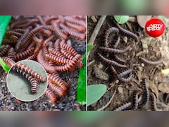Millipedes Repellent: बारिश के सीजन में गिजाई ने कर दिया है परेशान? अपनाएं ये 4 आसान तरीके, भाग जाएंगे बरसाती कीड़े