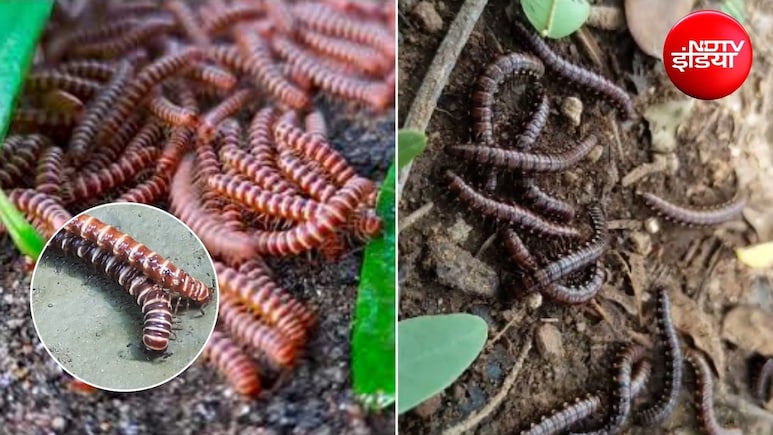 Millipedes Repellent: बारिश के सीजन में गिजाई ने कर दिया है परेशान? अपनाएं ये 4 आसान तरीके, भाग जाएंगे बरसाती कीड़े