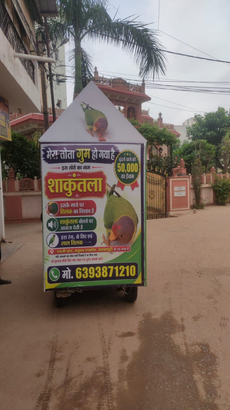 Missing Parrot Gwalior: ऐसी है पहचान