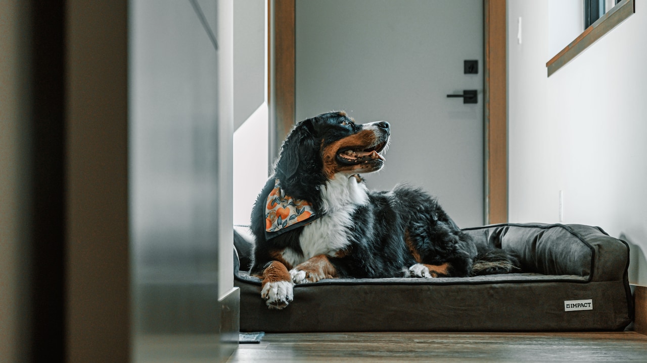Which dog bed do you want to grab under ₹3000? Which dog bed do you want to grab under ₹3000?