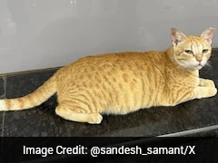 Mumbai Metro Gives Ginger Cat A Job Title, Names It 