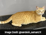 Mumbai Metro Gives Ginger Cat A Job Title, Names It "Chief Feline Officer"