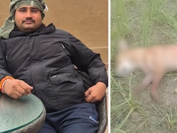 UP Man Shoots Dog Over Barking, Leaves Neighbour Injured For Objecting