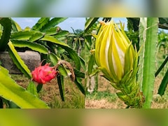यूट्यूब से सीखी ड्रैगन फ्रूट की खेती, 3 साल मेहनत से फसल तैयार; क‍िसान ने कहा- 20-25 साल तक पैसे की नो टेंशन