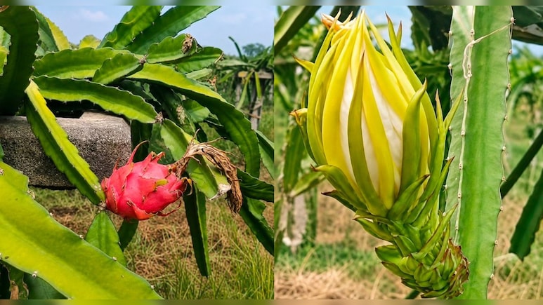 यूट्यूब से सीखी ड्रैगन फ्रूट की खेती, 3 साल मेहनत से फसल तैयार; क&zwj;िसान ने कहा- 20-25 साल तक पैसे की नो टेंशन