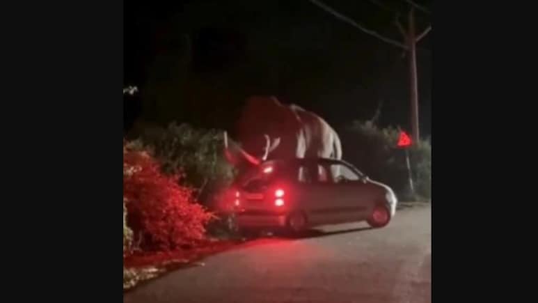 Caught On Camera: Elephant Attacks Car In Munnar, Lucky Escape For Family