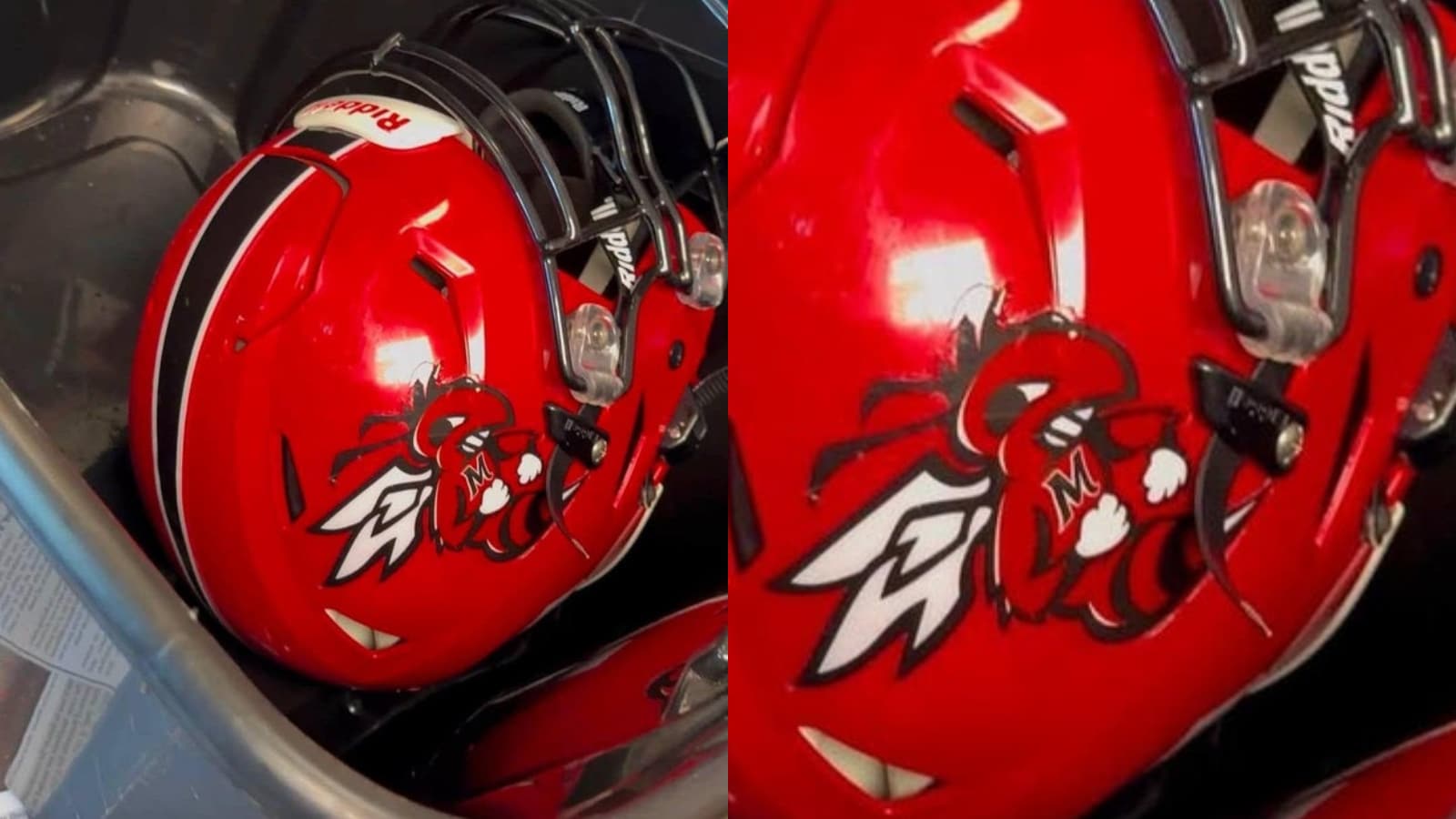 American Football Player Practises With Venomous Snake In Helmet. This Happens Next