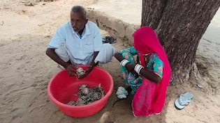 Rajasthan Farmer Hid Rs 5 Lakh From His Family. A Year Later, Termites Had Eaten It All