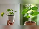 क्या मनी प्लांट के बगल में तुलसी का पौधा लगा सकते हैं? ज्योतिषाचार्य से जानिए सही वास्तु नियम