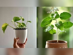 क्या मनी प्लांट के बगल में तुलसी का पौधा लगा सकते हैं? ज्योतिषाचार्य से जानिए सही वास्तु नियम