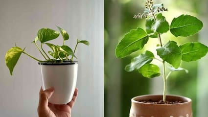 क्या मनी प्लांट के बगल में तुलसी का पौधा लगा सकते हैं? ज्योतिषाचार्य से जानिए सही वास्तु नियम