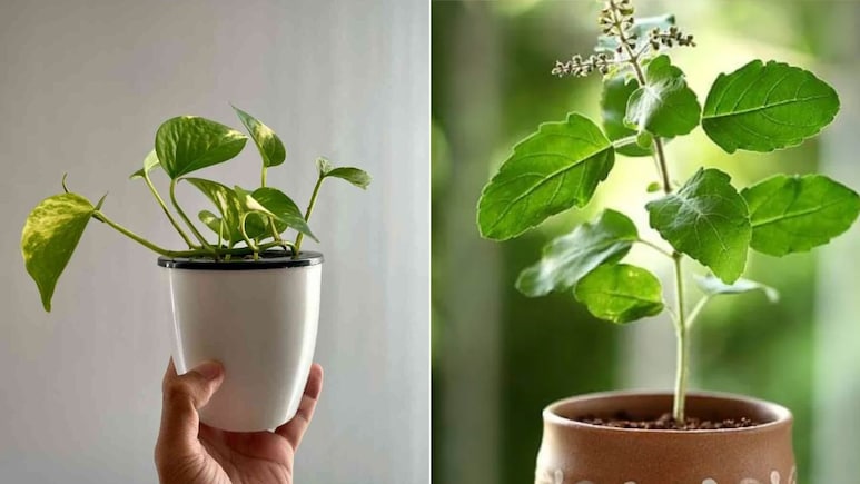 क्या मनी प्लांट के बगल में तुलसी का पौधा लगा सकते हैं? ज्योतिषाचार्य से जानिए सही वास्तु नियम