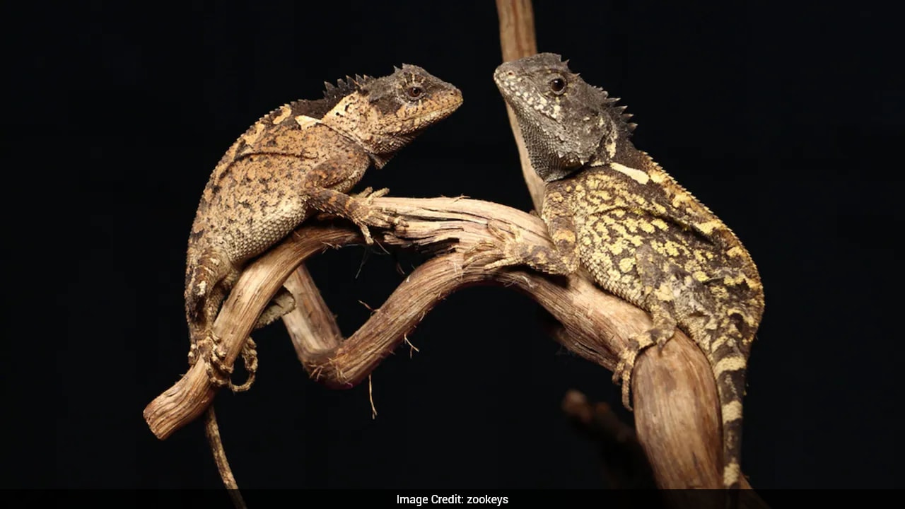 New Lizard Species Discovered In Thailand Named After "House Of The Dragon" Character