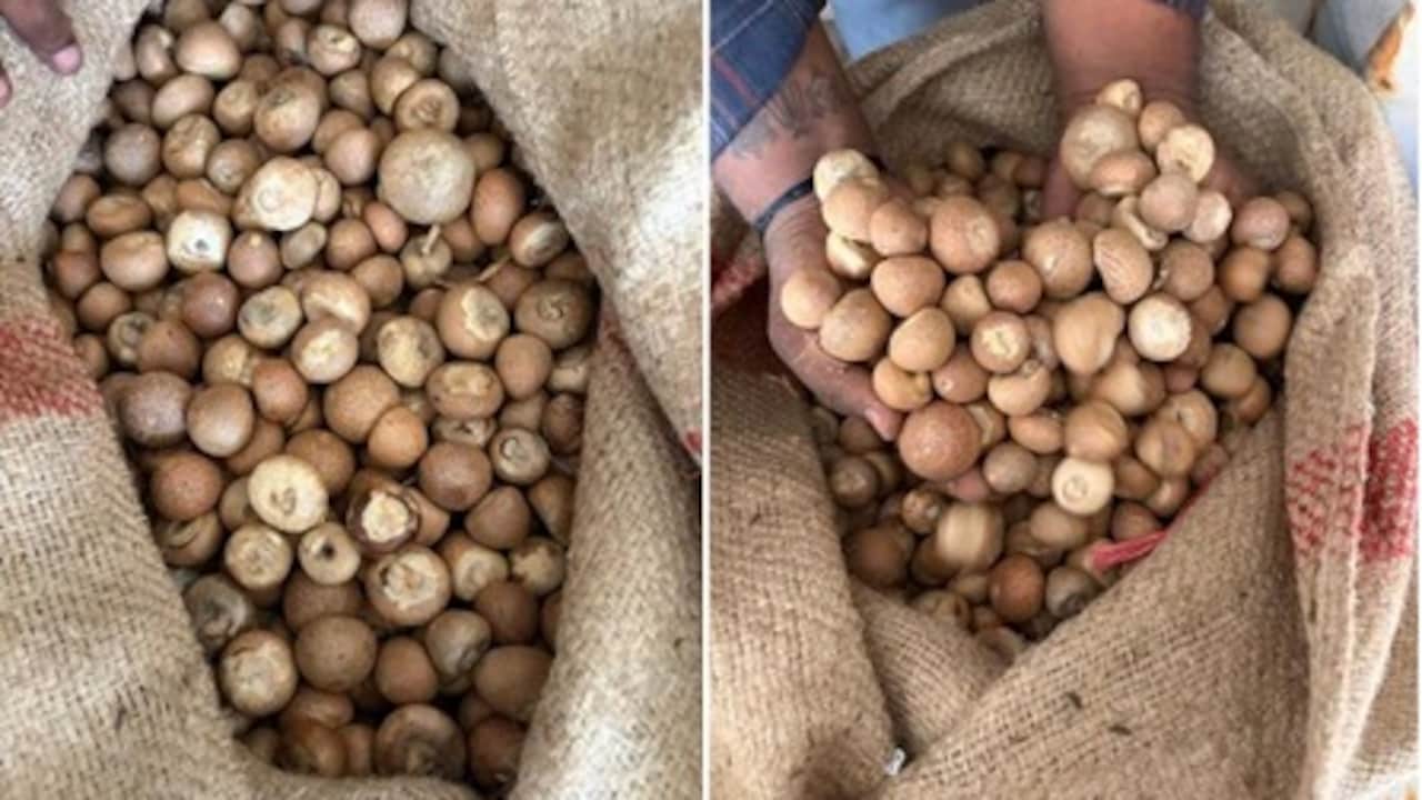 DRI Busts Major Areca Nut Import Racket, Detects Over Rs 2,500 Crore Revenue Loss