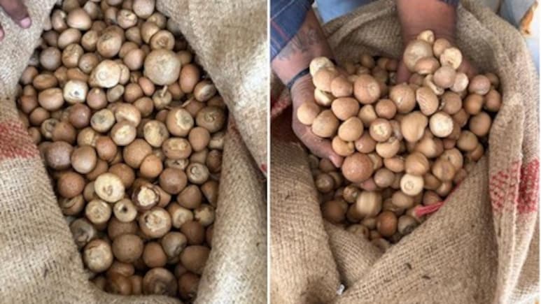 DRI Busts Major Areca Nut Import Racket, Detects Over Rs 2,500 Crore Revenue Loss
