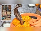 नाग पंचमी में गुड़िया क्यों पीटी जाती है? जानिए भाई-बहन से जुड़ी दिलचस्प कथा और नाग देवता से इसका संबंध