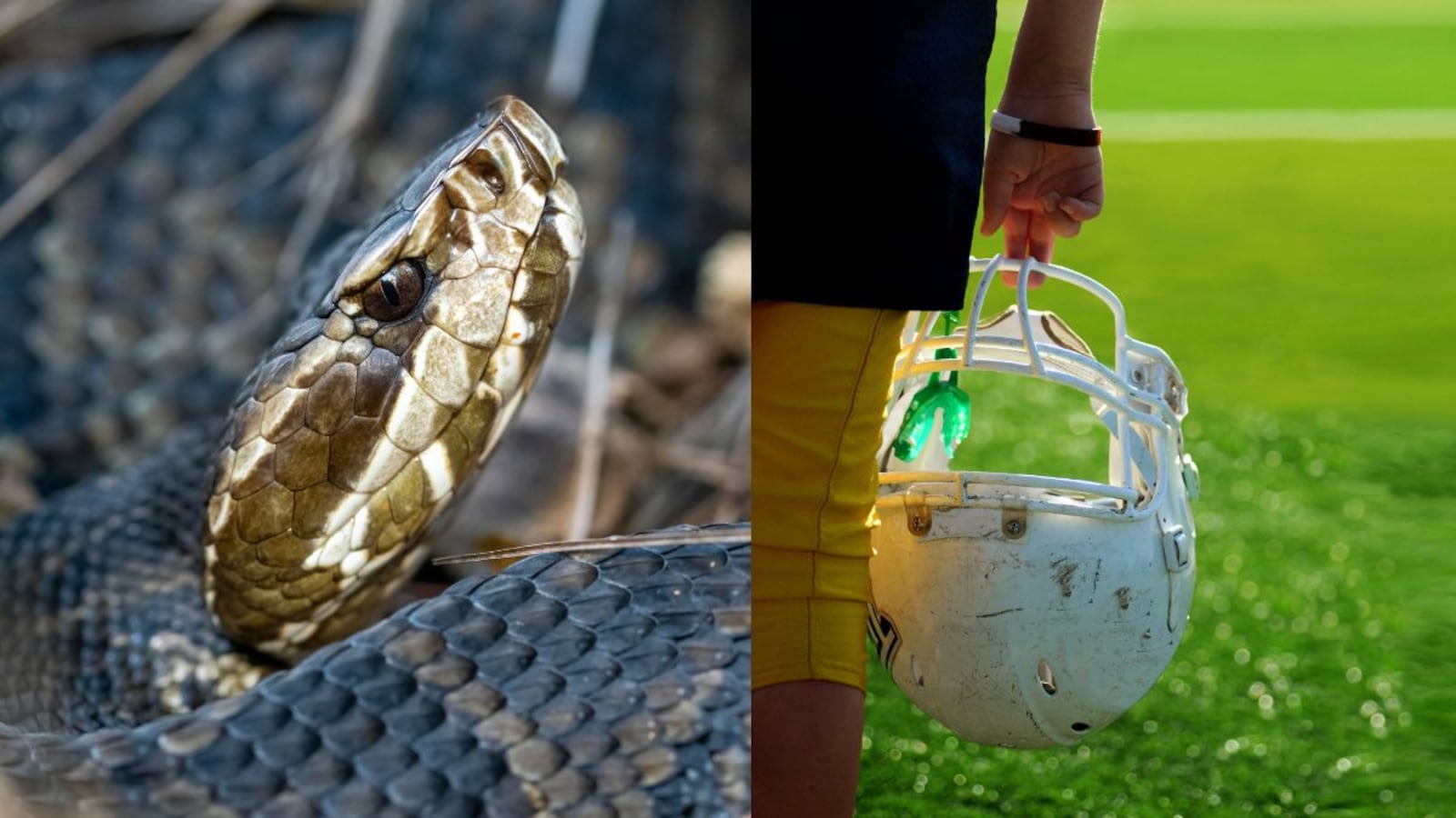US High School Football Player Finds Venomous Snake Inside Helmet He Wore For An Hour