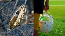 US High School Football Player Finds Venomous Snake Inside Helmet He Wore