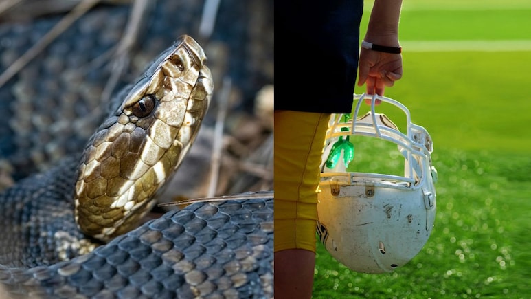 US High School Football Player Finds Venomous Snake Inside Helmet He Wore For An Hour